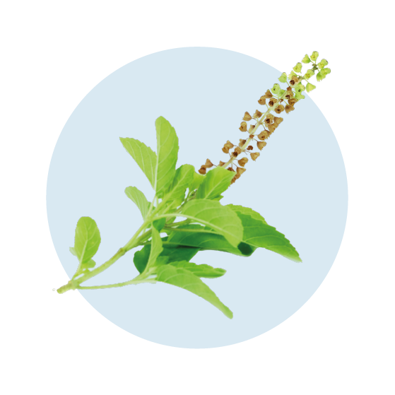 Houttuynia Cordata Extract