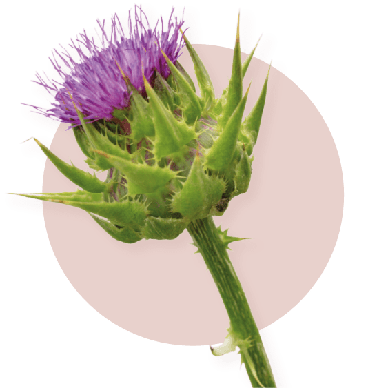 Silybum Marianum is a key ingredient of NUKD cream.