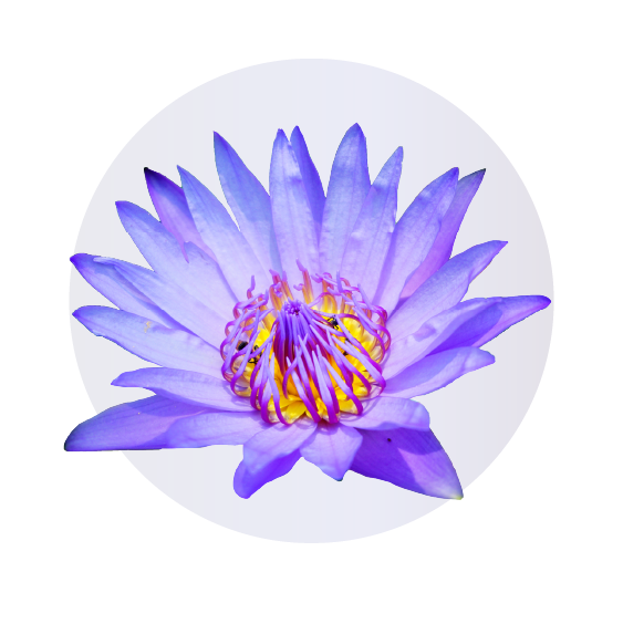 Nymphaea Coerulea Flower Extract is one of the key ingredients of Lash Essence.